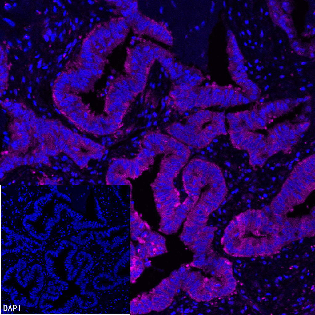 FASN Recombinant Rabbit mAb (Alexa Fluor® 647 Conjugate) (S-682-32)