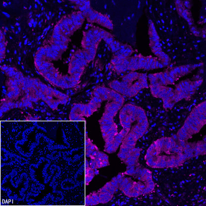 FASN Recombinant Rabbit mAb (Alexa Fluor® 647 Conjugate) (S-682-32)