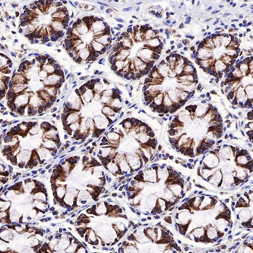 Gstk1 Recombinant Rabbit mAb (S-R341)