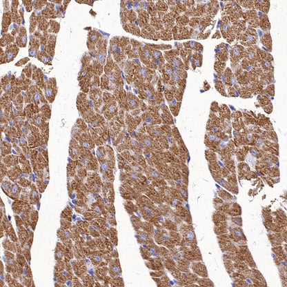 SDHB Recombinant Rabbit mAb (SDT-1162-2)