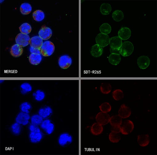 CD48 Recombinant Rabbit mAb (S-R265)