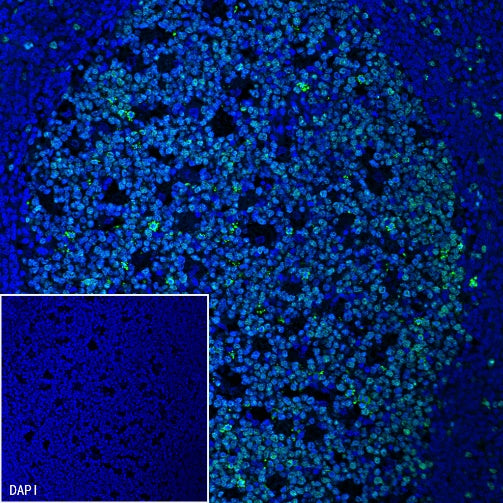 Goat Anti-Rabbit IgG (H+L) (min X Hu Sr Prot) (Alexa Fluor® 488 Conjugate)