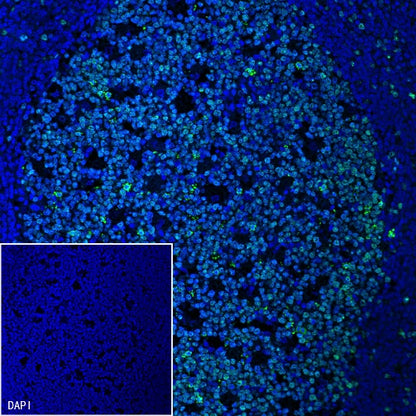 Goat Anti-Rabbit IgG (H+L) (min X Hu Sr Prot) (Alexa Fluor® 488 Conjugate)