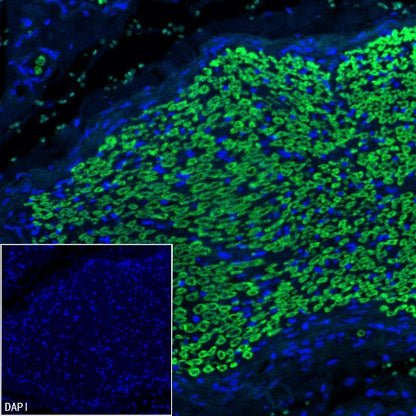 Myelin protein zero Recombinant Rabbit mAb (SDT-1225-8)