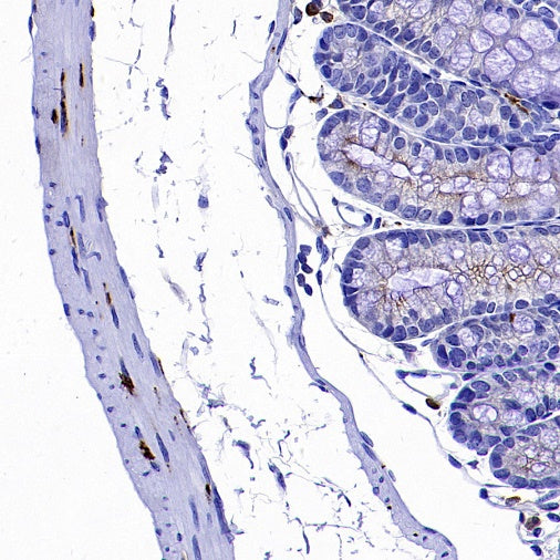 nNOS Recombinant Rabbit mAb (S-1641-70)