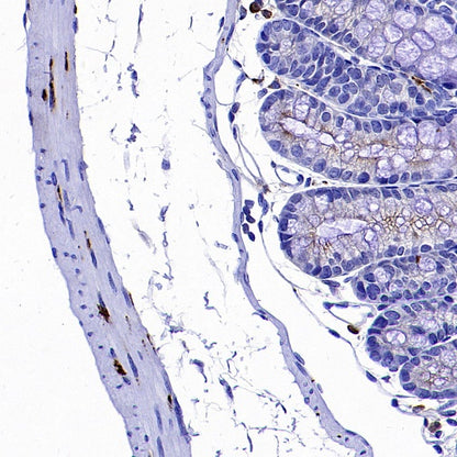 nNOS Recombinant Rabbit mAb (S-1641-70)