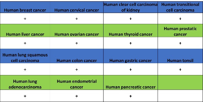 EEA1 Recombinant Rabbit mAb (S-2604-39)