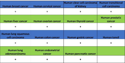 EEA1 Recombinant Rabbit mAb (S-2604-39)