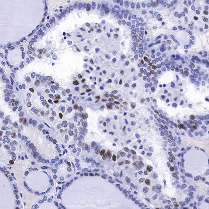 S-RMab® MCM2 Recombinant Rabbit mAb (SDT-018-68)