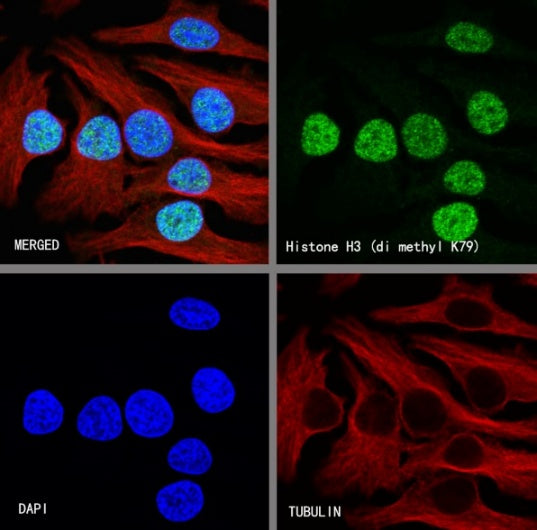 Histone H3 (di methyl K79) Rabbit polyclonal antibody