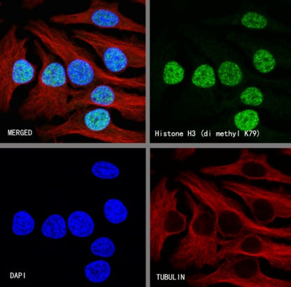 Histone H3 (di methyl K79) Rabbit polyclonal antibody