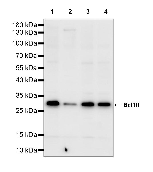 Bcl-10 Rabbit Polyclonal Antibody