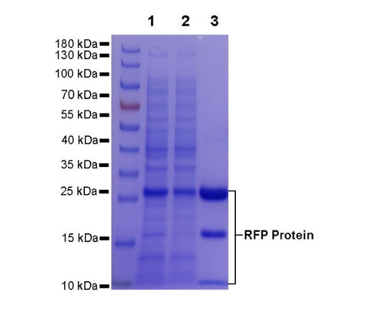 Rabbit Anti-RFP/mCherry Magnetic Agarose