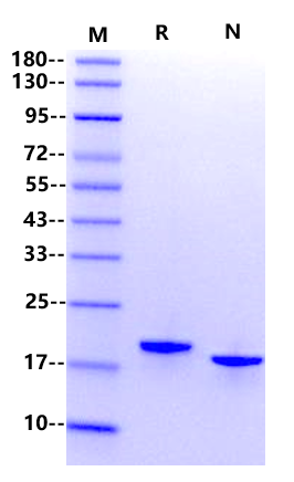 LIF Protein, Bovine