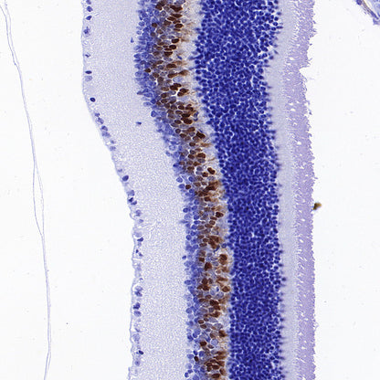 CHX10 Recombinant Rabbit mAb (S-3940-13)