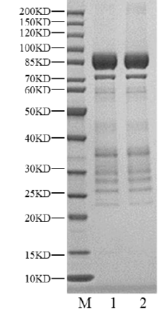 DYRK2 GST Tag Protein, Human