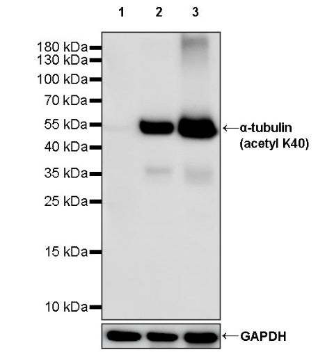 α-tubulin (acetyl K40) Recombinant Rabbit mAb (S-1536-100)