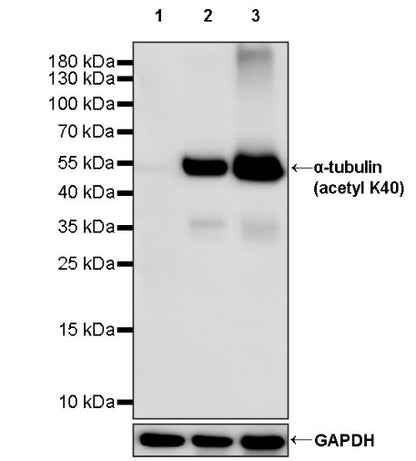 α-tubulin (acetyl K40) Recombinant Rabbit mAb (S-1536-100)
