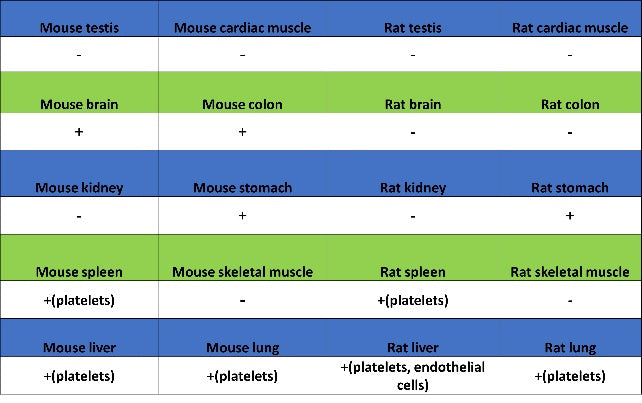 CD61 Recombinant Rabbit mAb (S-2515-6)