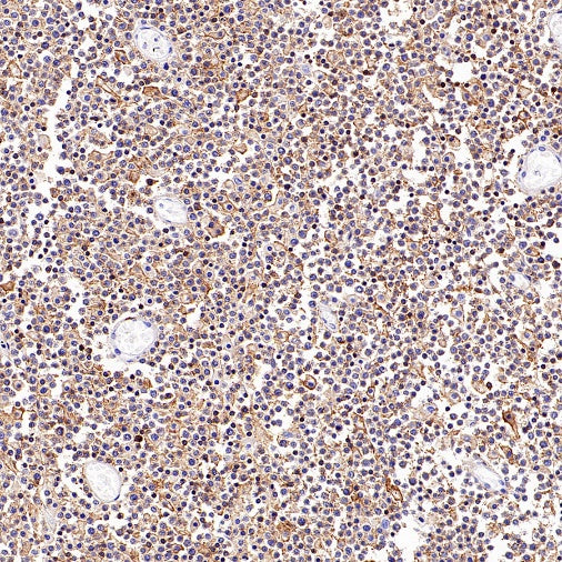 CD352/SLAM6 Recombinant Rabbit mAb (SDT-2472-77)
