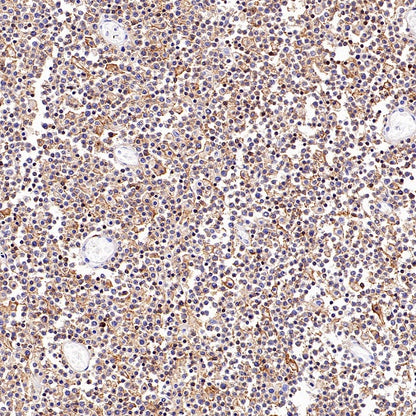 CD352/SLAM6 Recombinant Rabbit mAb (SDT-2472-77)