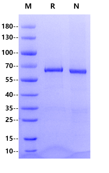 PLK1(13-345) GST&His Tag Protein, Human