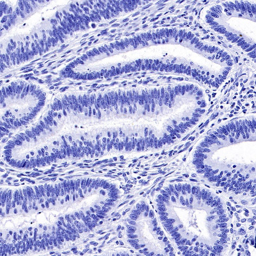 Rabbit mAb IgG Isotype Control (S-240-1)