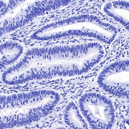 Rabbit mAb IgG Isotype Control (S-240-1)