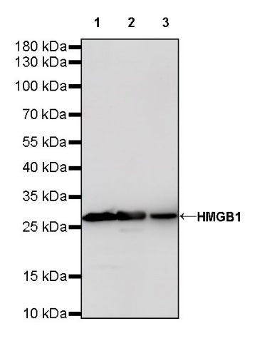 HMGB1 Recombinant Rabbit mAb (S-R305)
