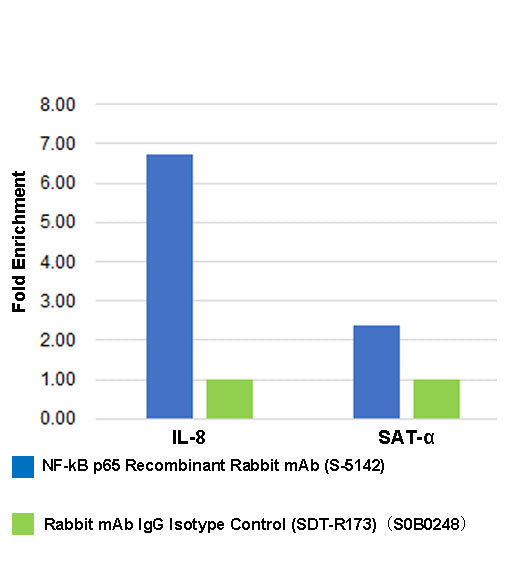 NF-kB p65 Recombinant Rabbit mAb (S-5142)