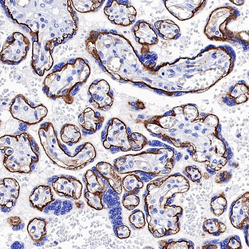 CD49f Recombinant Rabbit mAb (S-1019-73)
