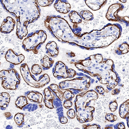CD49f Recombinant Rabbit mAb (S-1019-73)