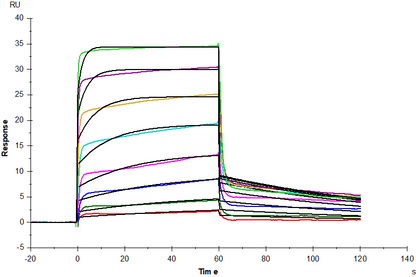 IFN-α 1b Protein, Human