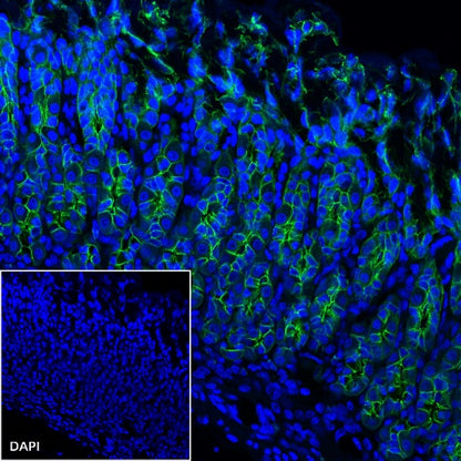 E-Cadherin Recombinant Rabbit mAb (Alexa Fluor® 488 Conjugate) (S-438-5)