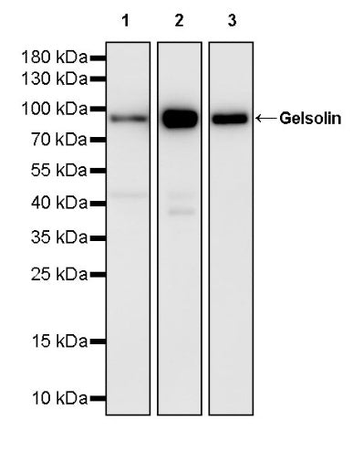 Gelsolin Rabbit Polyclonal Antibody