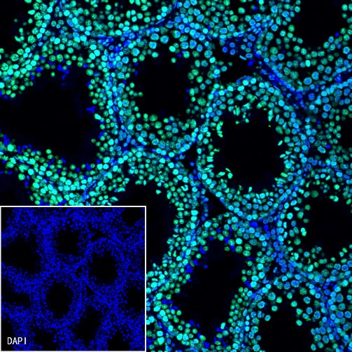 Histone H3 Recombinant Rabbit mAb (Alexa Fluor® 488 Conjugate) (S-266-44)