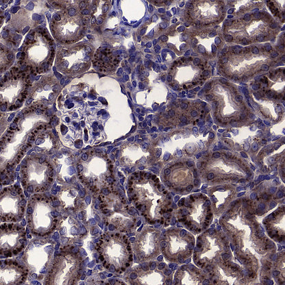COPZ1 Recombinant Rabbit mAb (S-4445-53)