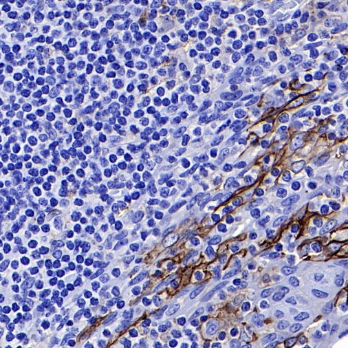 S-RMab® PD-L1 Recombinant Rabbit mAb (SDT-119-297)