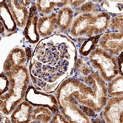 α-tubulin (acetyl K40) Recombinant Rabbit mAb (S-1536-100)