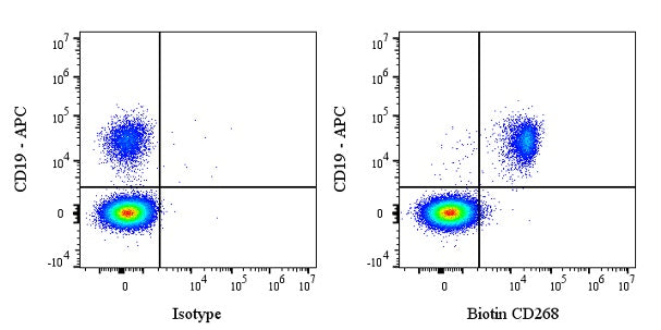 Biotin Mouse Anti-Human CD268 (BAFF Receptor) Antibody (11C1)
