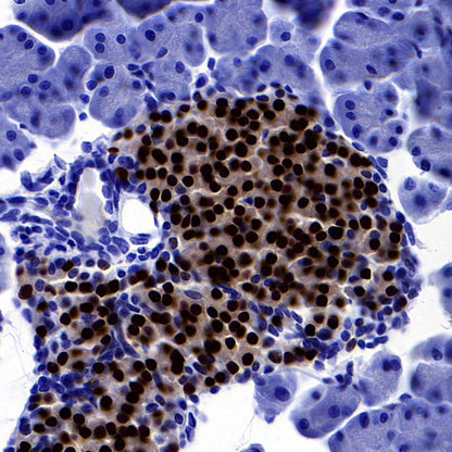 NKX6.1 Recombinant Rabbit mAb (S-260-31)