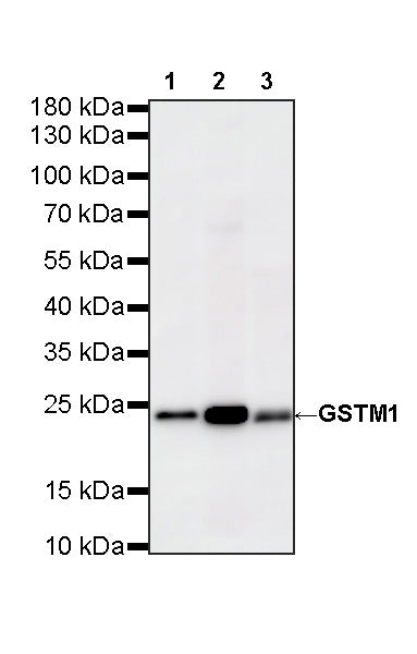 GSTM1 Rabbit Polyclonal Antibody