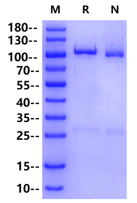 ACSL1 GST Tag Protein, Human
