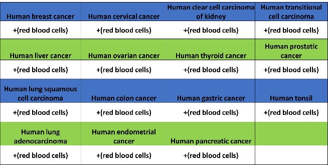 Glycophorin A Recombinant Rabbit mAb (SDT-3349)