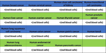 Glycophorin A Recombinant Rabbit mAb (SDT-3349)