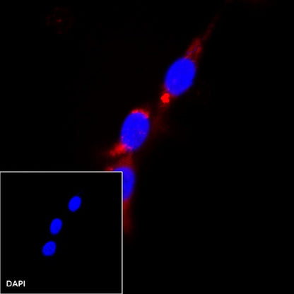 HSP60 Recombinant Rabbit mAb (PE Conjugate) (SDT-R012)