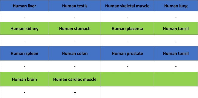 Cardiac troponin T (TNNT2) Recombinant Rabbit mAb (SDT-2894-34)