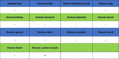 Cardiac troponin T (TNNT2) Recombinant Rabbit mAb (SDT-2894-34)
