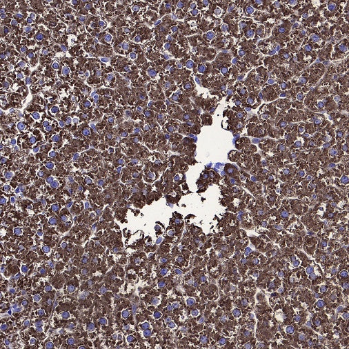 Coagulation factor V Recombinant Rabbit mAb (S-4489-58)