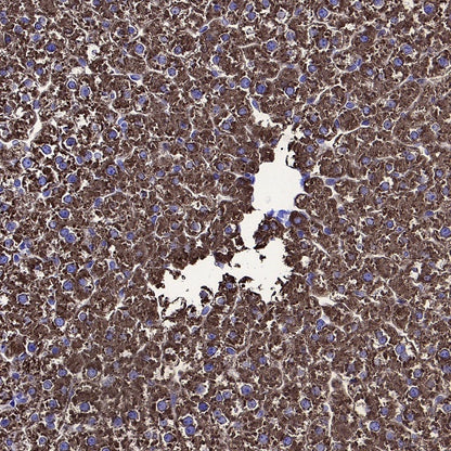 Coagulation factor V Recombinant Rabbit mAb (S-4489-58)